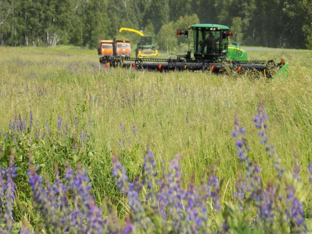 В КуZбассе производители масличных культур в рамках нацпроекта получили 16,7 млн рублей 